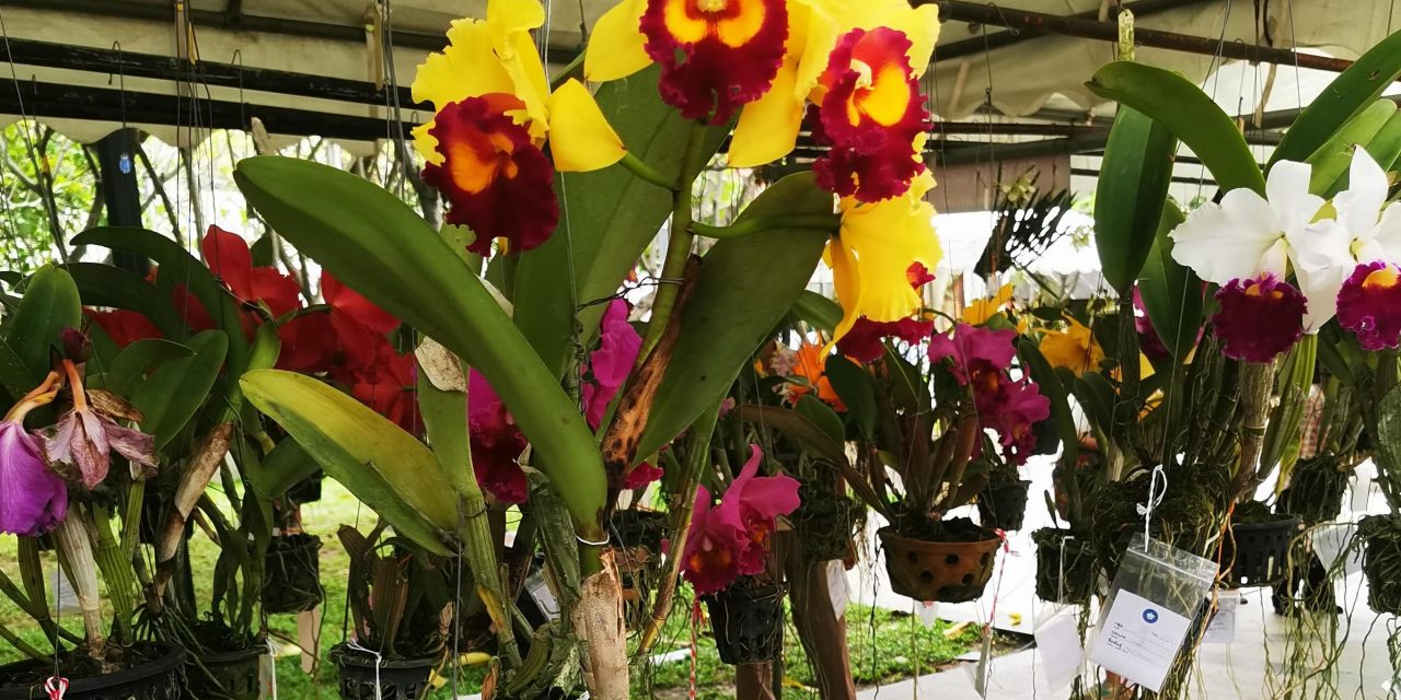 Pure Magie: Ein Markt voller Orchideen