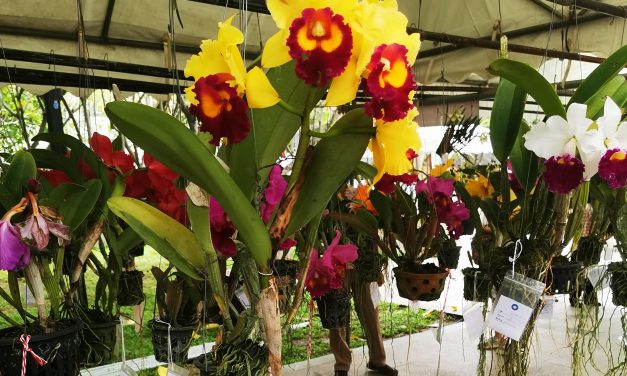 Pure Magie: Ein Markt voller Orchideen